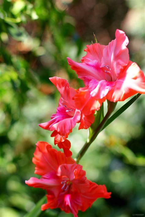 Be Gladiolus Its Augusts Birth Flower Avas Flowers