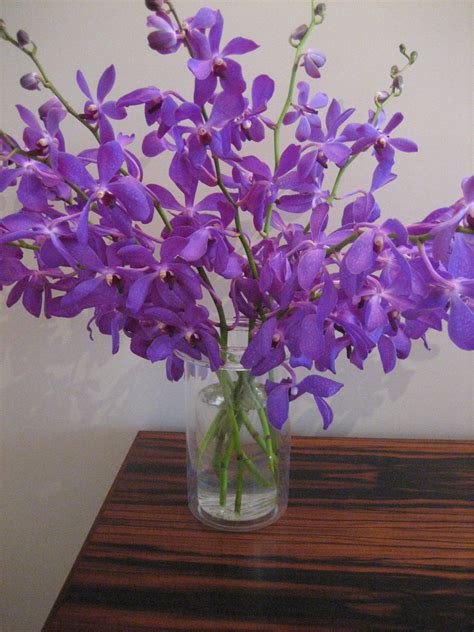 Mokara Orchids Orchids Orchid Care Flowers