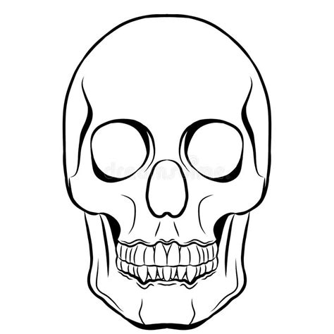 Ligne Art Side View Skull De Vecteur Illustration Stock Illustration