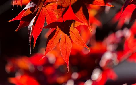 Download Wallpaper 3840x2400 Maple Leaves Autumn Branch Red 4k
