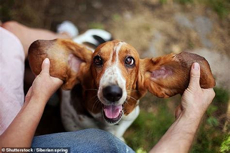 Scientists Reveal The Dog Breeds Most Affected By Ear Infections With