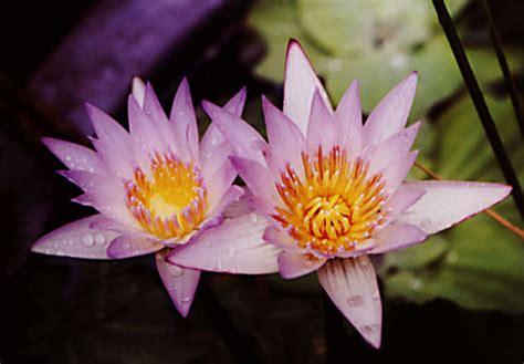 Artificial Flowers And Arrangements For Sale And Order Water Lily