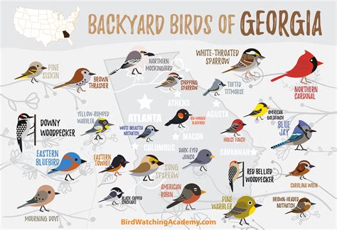 Backyard Birds Of Georgia Bird Watching Academy