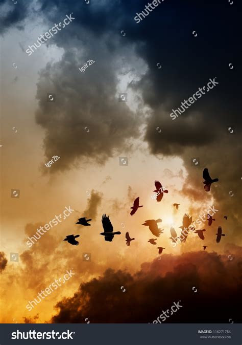 Sunset Flock Of Flying Ravens Crows In Dark Sky Stock Photo 116271784
