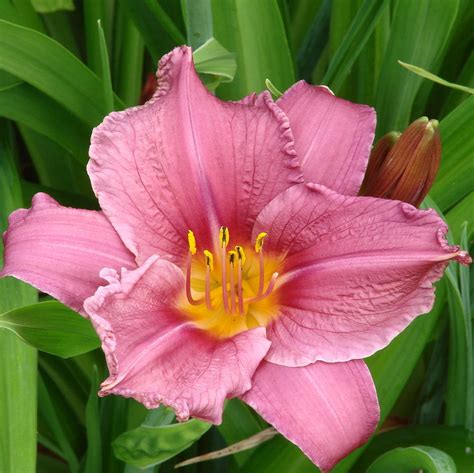 See more ideas about day lilies, daylilies, bloom. Dandy Day Lily Photograph by Ed Mosier