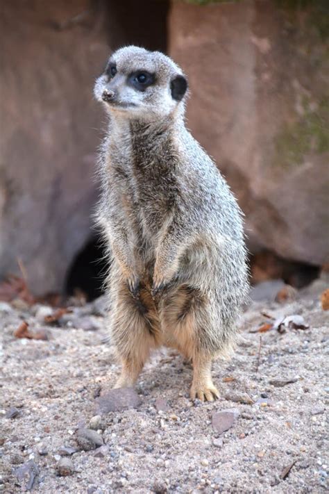A Watchful Meerkats Stock Photo Image Of Ears Curious 35109032
