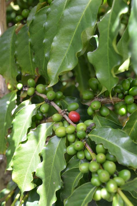 Coffea Arabica Arabica Coffee Tree