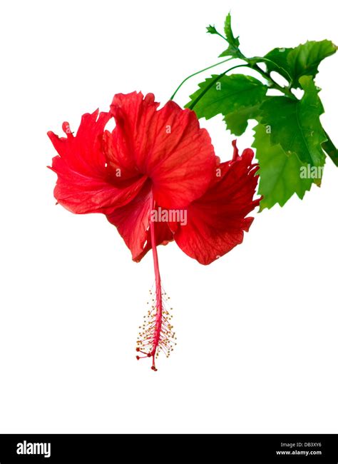 Hibiscus Tree Flowers Hi Res Stock Photography And Images Alamy