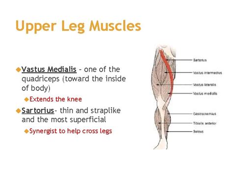 Upper Leg Tendon Anatomy Sue Wiggins