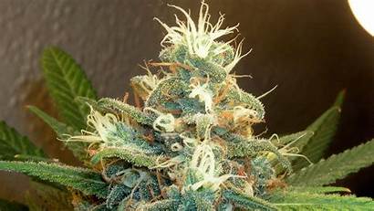 Marijuana Plants Buds Weeds Wallpapers Weed Cannabis