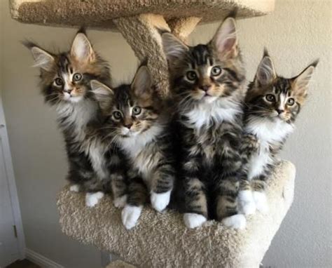 Beautiful maine coon kittens almost ready to meet new family, i have a new litter of 4 stunning kittens , mother is full maine coon she a precious member of my family best quality mainecoon girl. Maine Coon Kittens For Sale California