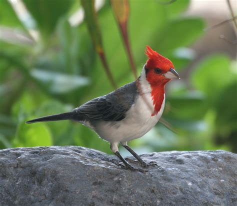 Pictures And Information On Red Crested Cardinal Bird Red Crest