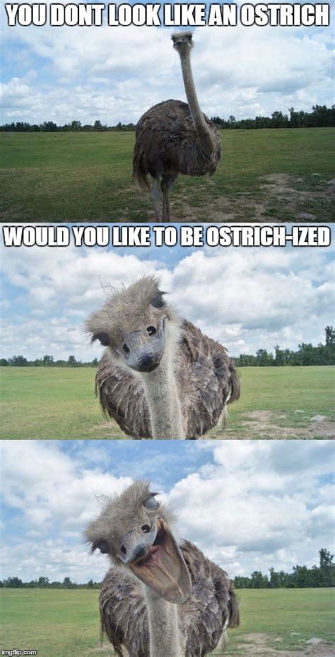 Bad Pun Ostrich Imgflip