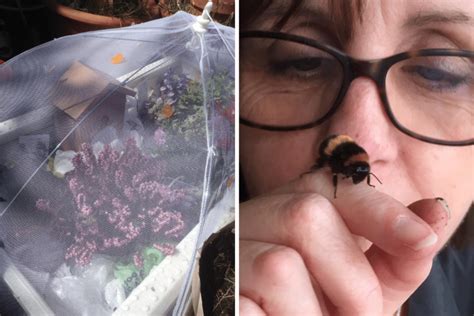 Woman Makes Private Garden For Wingless Bumblebee