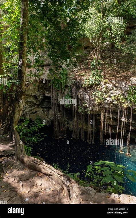 Lol Ha Cenote And Swimming Pool Sinkhole In The Yucatan Peninsula
