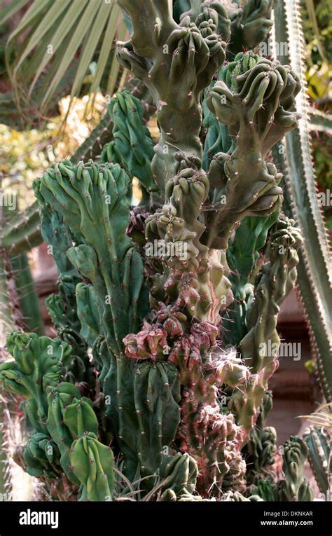 Peruvian Apple Cactus Monstrose Cactus Cereus Peruvianus Monstrosus