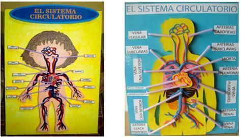 Sistema Circulatorio Ciencias Naturales Tercero De Primaria Ntemx