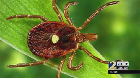 Tick That Can Make You Allergic To Meat May Be Spreading Wsb Tv