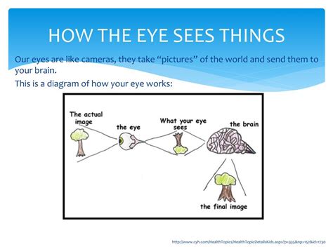 Ppt How The Eye Works Powerpoint Presentation Free Download Id1866941