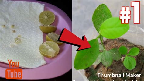 How To Grow Lemon Tree From Seed Lemon Seed Germination Youtube
