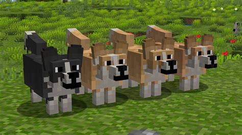 🐶 Better Dogs Pack De Textures Minecraft 18 → 120 Minecraftfr