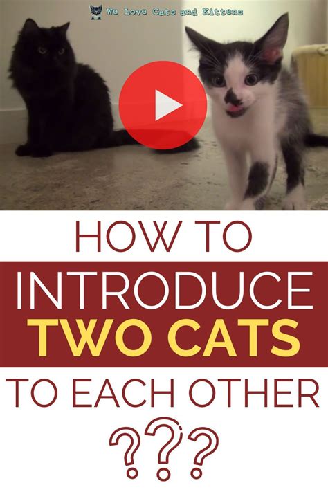 How To Introduce 2 Cats To Each Other In 2021 Introducing A New Cat