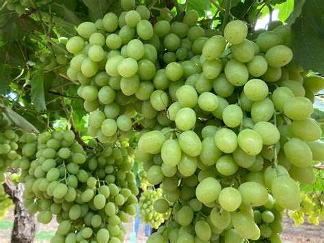 Chilean Table Grape Industry To Get New White Seedless Variety