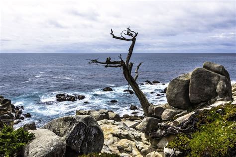 7 Must See Sights On Montereys Famous 17 Mile Drive Bayarea