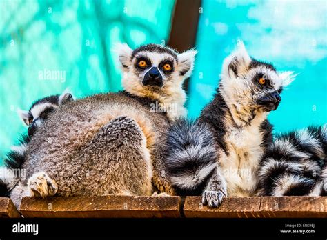 Lemurs Sitting On Wood Board Planks Surface In Zoo Stock Photo Alamy