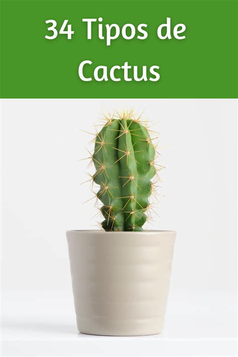 Nombres De Cactus Artofit