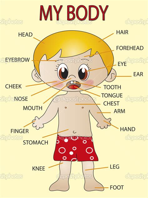 Boy Body Parts Clipart Kids Body Part Graphic By Inkley Studio