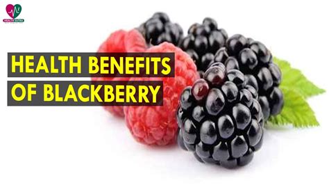 health benefits of blackberry health sutra best health tips youtube