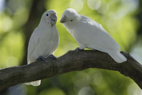 Goffin parrot can offer you many choices to save money thanks to 21 active results. Goffin's Cockatoos Bird Species Profile