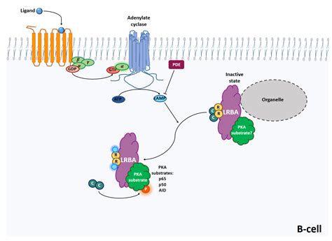 IJMS | Free Full-Text | Role of Protein Kinase A Activation in the