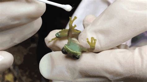 A Few Species Of Frogs That Vanished May Be On The Rebound The New