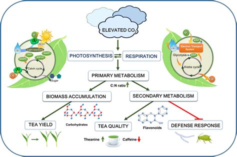 Frontiers Physiological And Defense Responses Of Tea Plants To