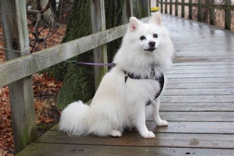 Japanese Spitz - Asian Spitz and related breeds - Japan dogs