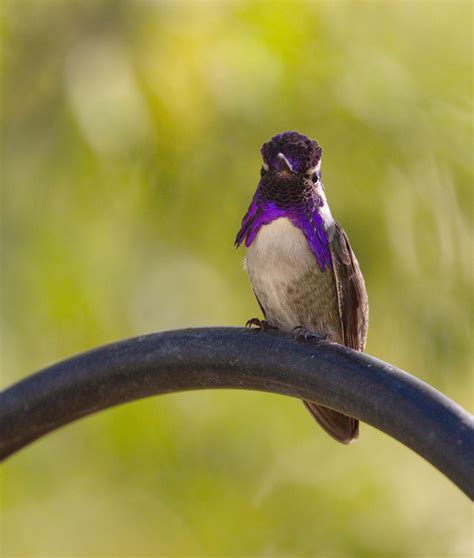 Costas Hummingbird San Diego Bird Spot