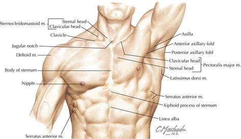 Thorax Overview And Surface Anatomy Basicmedical Key Anatomy My XXX