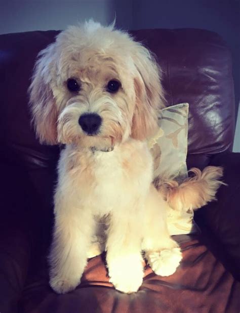 Our 7 Month Champagne Cavapoo After His First Groom Cavapoo Puppy