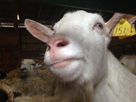meet the 4 women who went to court and came home with a goat huffpost