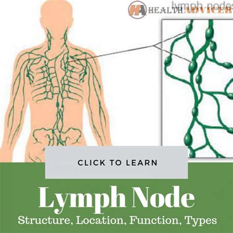 Lymph Nodes Structure Function Types And Diseases Images And Photos