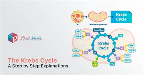 The Krebs Cycle A Step By Step Explanation PraxiLabs