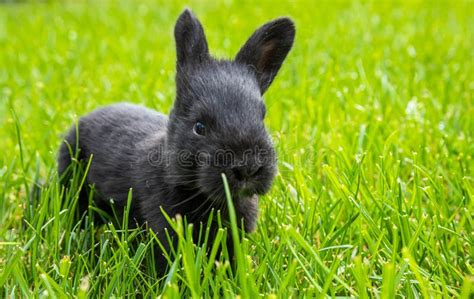 Little Black Rabbits In The Green Grass Stock Photo Image Of Cute