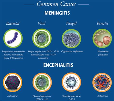 Meningitis And Encephalitis 101 Diasorin Molecular