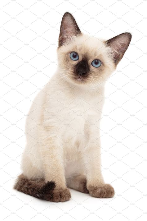 Small Funny Siamese Kitten Background Stock Photos ~ Creative Market