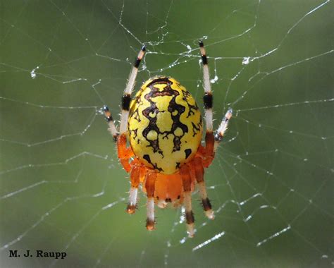 A Gorgeous Speedy Spider Marbled Orb Weaver Araneus Marmoreus — Bug