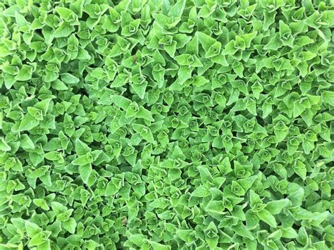 Edible Ground Cover Plants For Food Function And Beauty Gardensall
