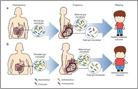 Maternal Obesity And The Gut Microbiome Mothersbabies