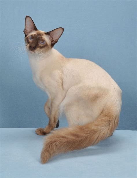 These Are 15 Pictures About Cat Breeds Balinese Cat Pets Lovers